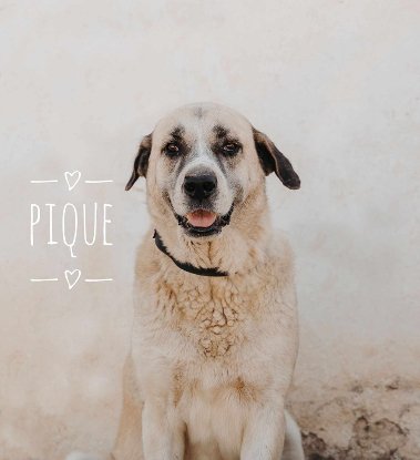 Adopter Piqué