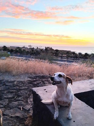 Adopter Pitaya