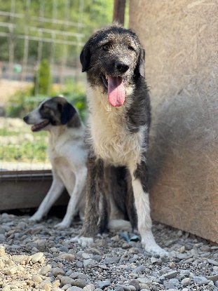Adopter Pitzo