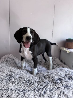 Adopter Pluto
