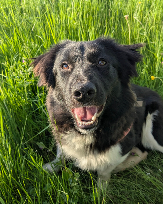 Adopter Pollux