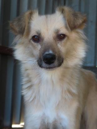 Adopter Polly