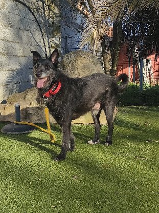 Adopter Poncho