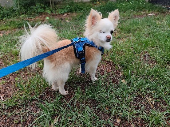 Adopter Poum
