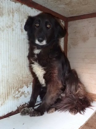 Adopter Priya