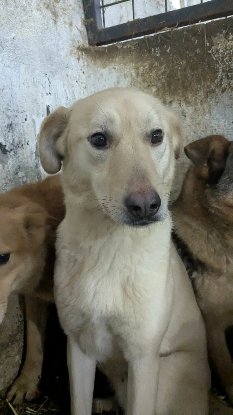 Adopter Pumba