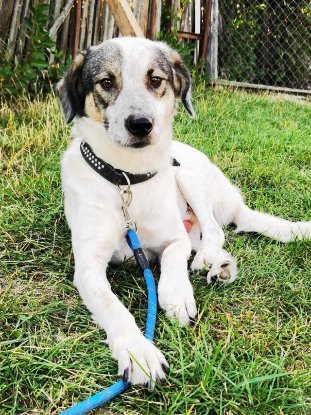 Adopter Ragnard