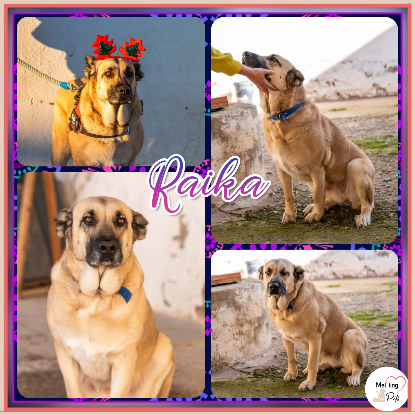 Adopter Raika