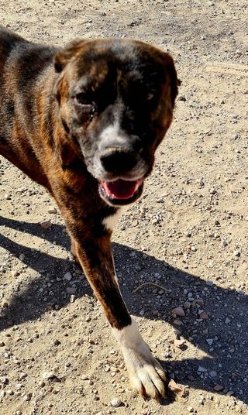 Adopter Ralf