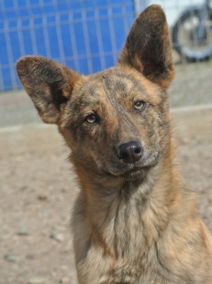 Adopter Rami