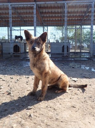 Adopter Rami
