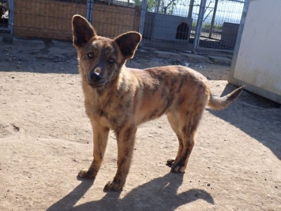 Adoption Rami