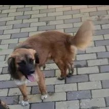 Adopter Redd