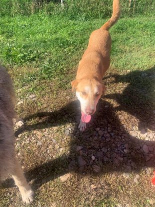 Adopter Redhead