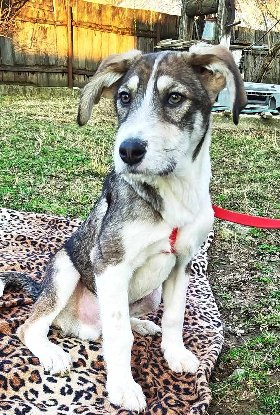 Adopter Reuben