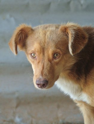 Adopter Rêve