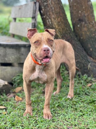 Adopter Riga