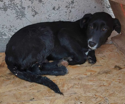 Adopter Riri