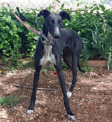 Adopter Rita