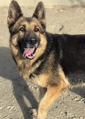 Adopter Roma