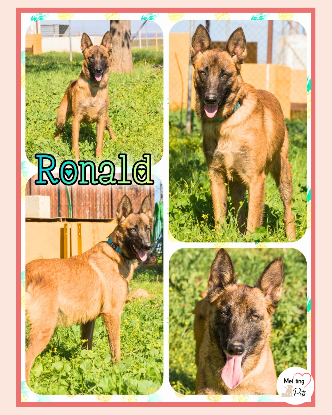 Adopter Ronald