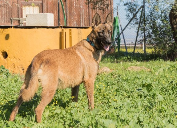 Adopter Ronald