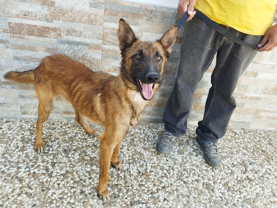 Adopter Ronald