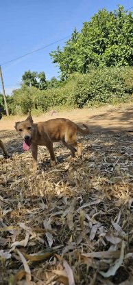Adopter Rosa