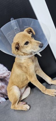 Adoption Rosa