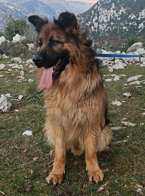 Adopter Roy
