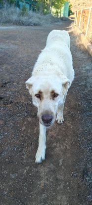 Adopter Rubio
