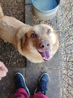 Adopter Ryo