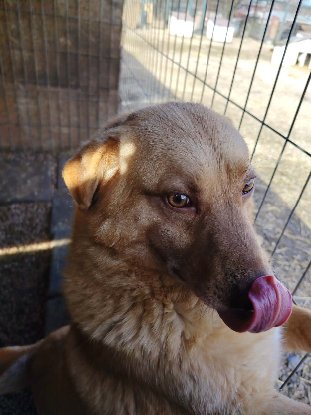 Adoption Ryo