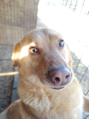 Adoption Ryo
