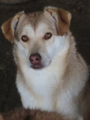 Adopter Sadie
