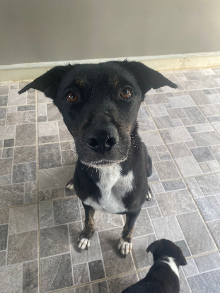 Adopter Saga