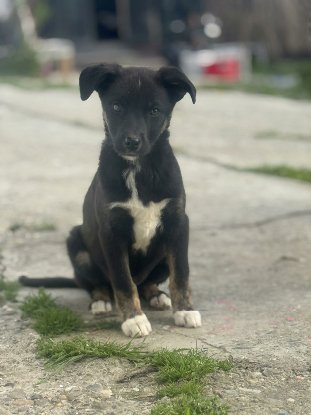 Adopter Salsa
