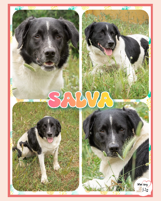 Adopter Salva