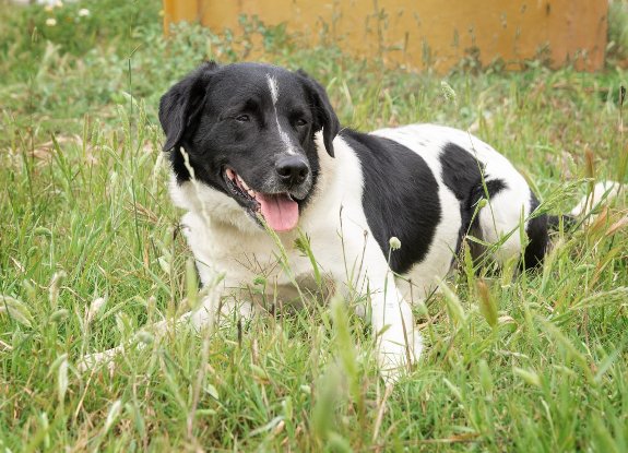 Adopter Salva