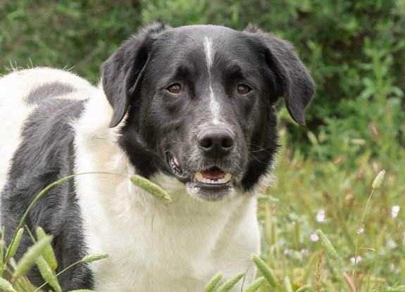 Adoption Salva