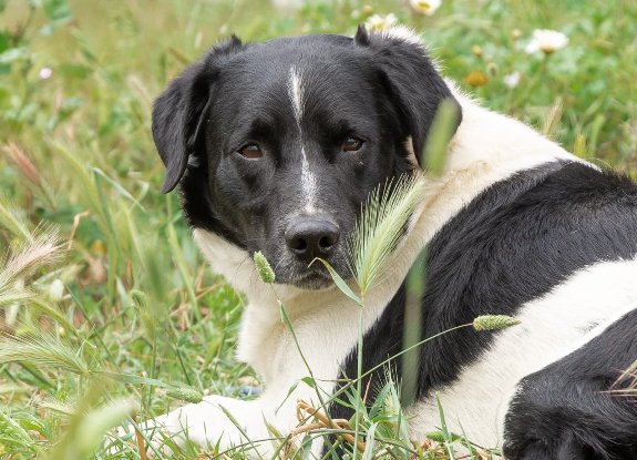 Adoption Salva