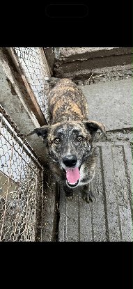 Adopter Samantha