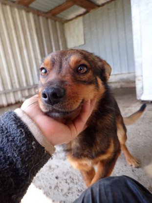 Adopter Sami
