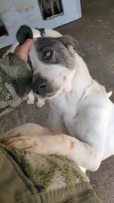 Adopter Samoa