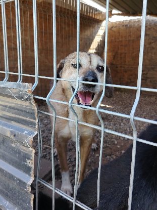Adopter Sanca