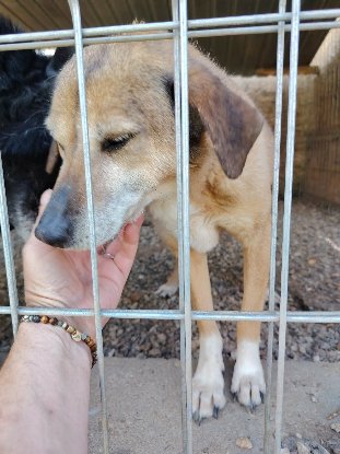 Adopter Sanca