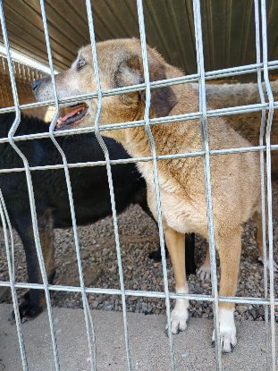 Adoption Sanca