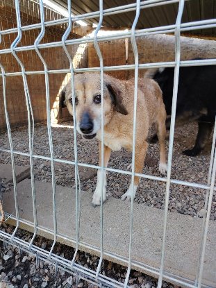 Adoption Sanca