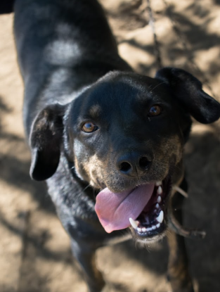 Adopter Santi