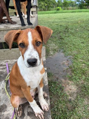 Adopter Santos